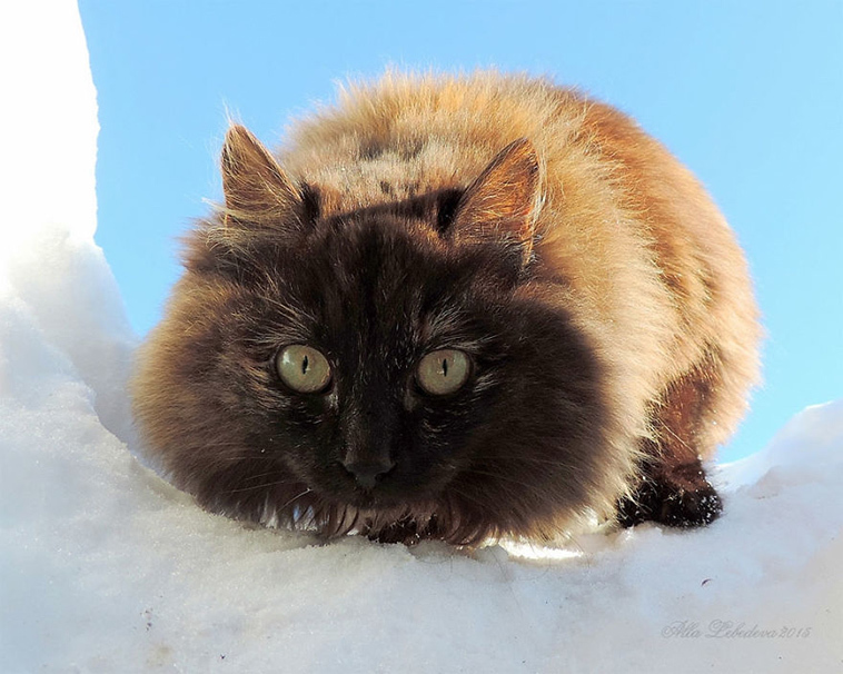 The beauty of Siberian cats - cat, Siberia, Longpost