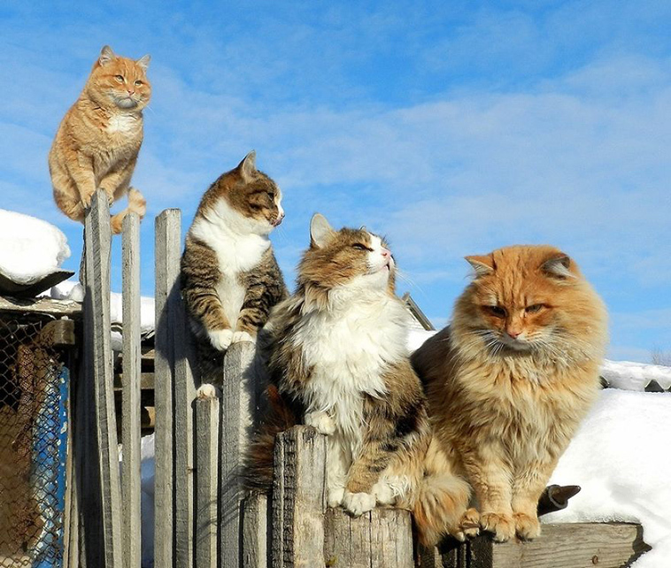 The beauty of Siberian cats - cat, Siberia, Longpost