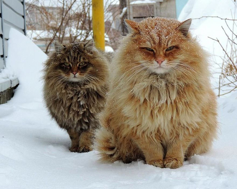 The beauty of Siberian cats - cat, Siberia, Longpost