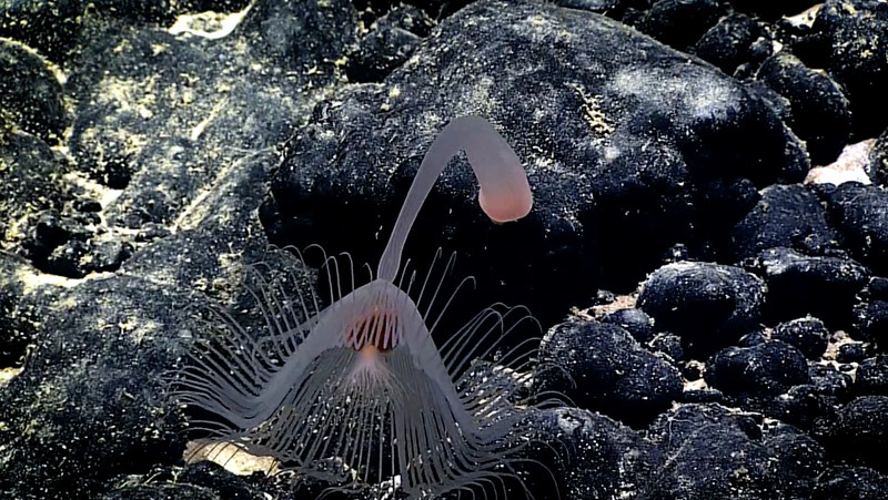 Biologists with Okeanos Explorer have found a huge number of strange and amazing creatures. - Ocean, Creatures, Who lives at the bottom of the ocean, Video, Longpost