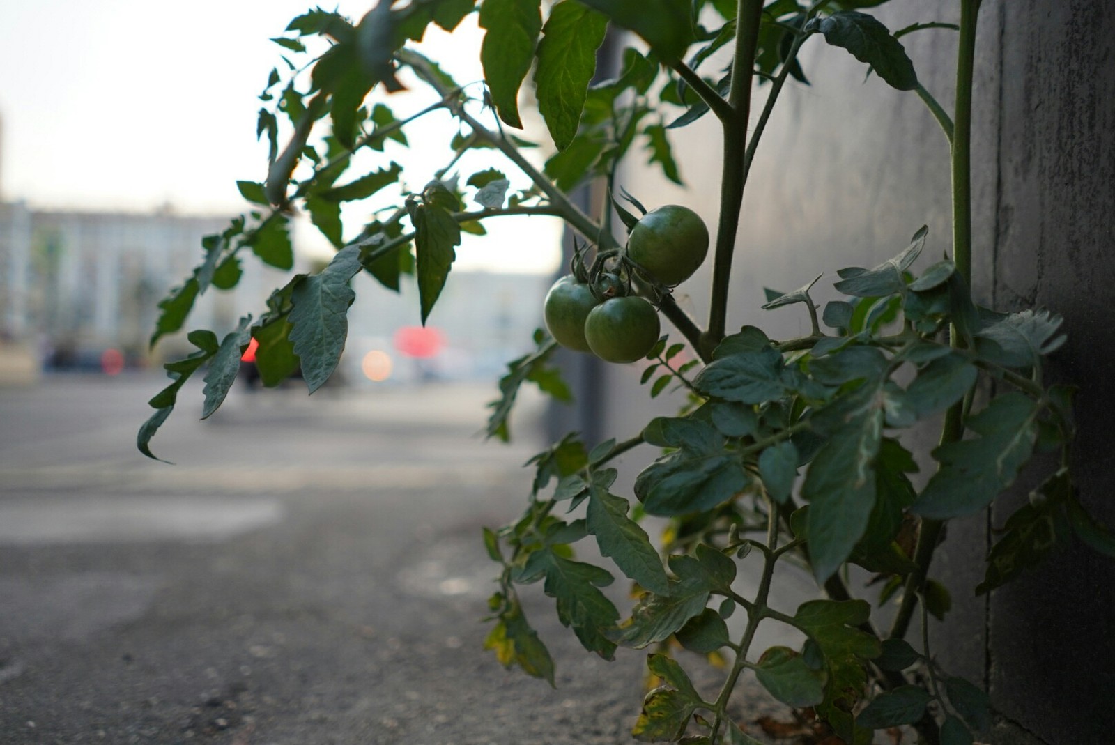 Asphalt tomatoes in the center of Moscow - My, Tomatoes, Moscow, A life, Summer, Longpost