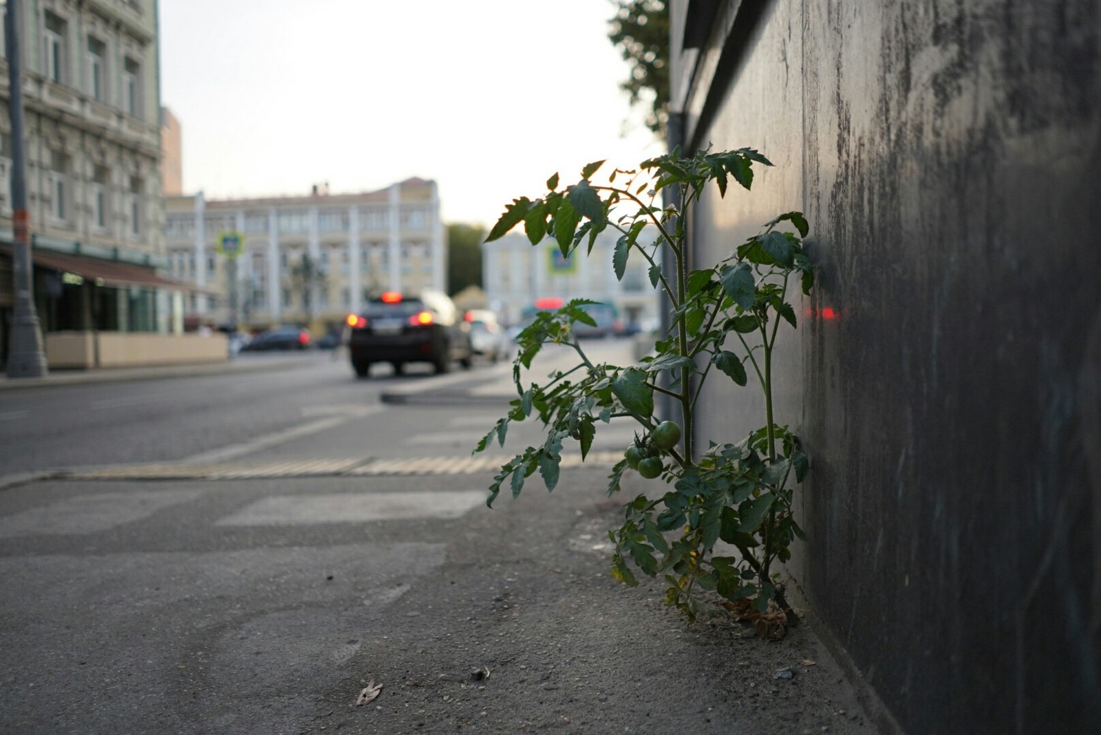 Asphalt tomatoes in the center of Moscow - My, Tomatoes, Moscow, A life, Summer, Longpost