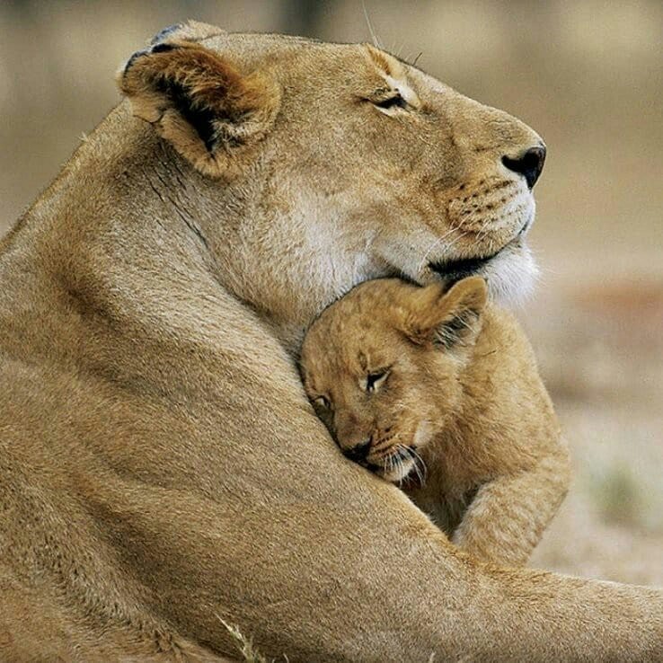 Mother's love. - Mum, Milota, Animals, Children, Love, The photo, beauty, a lion