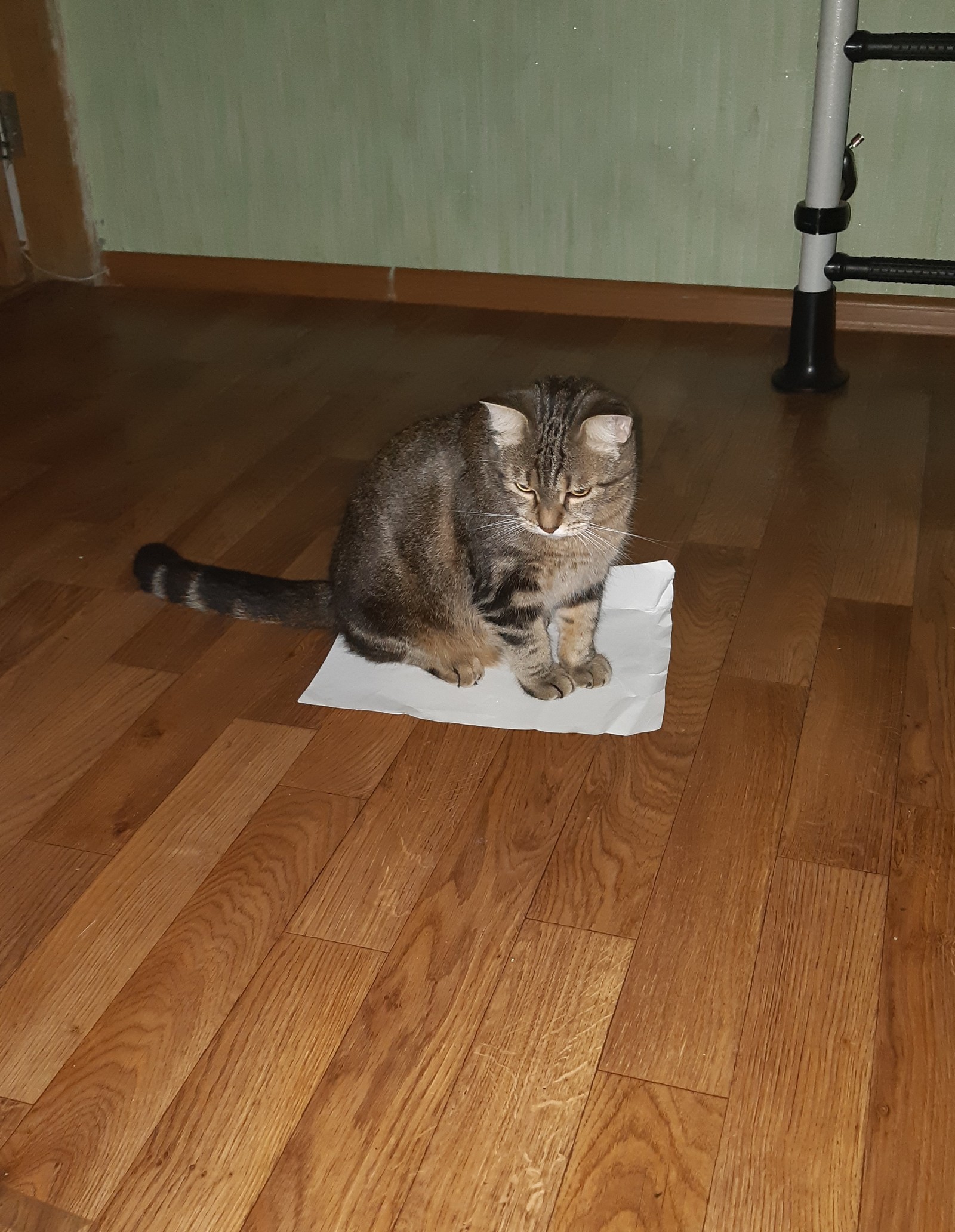 A new way to catch a cat - My, cat, Paper, Hunting, Longpost