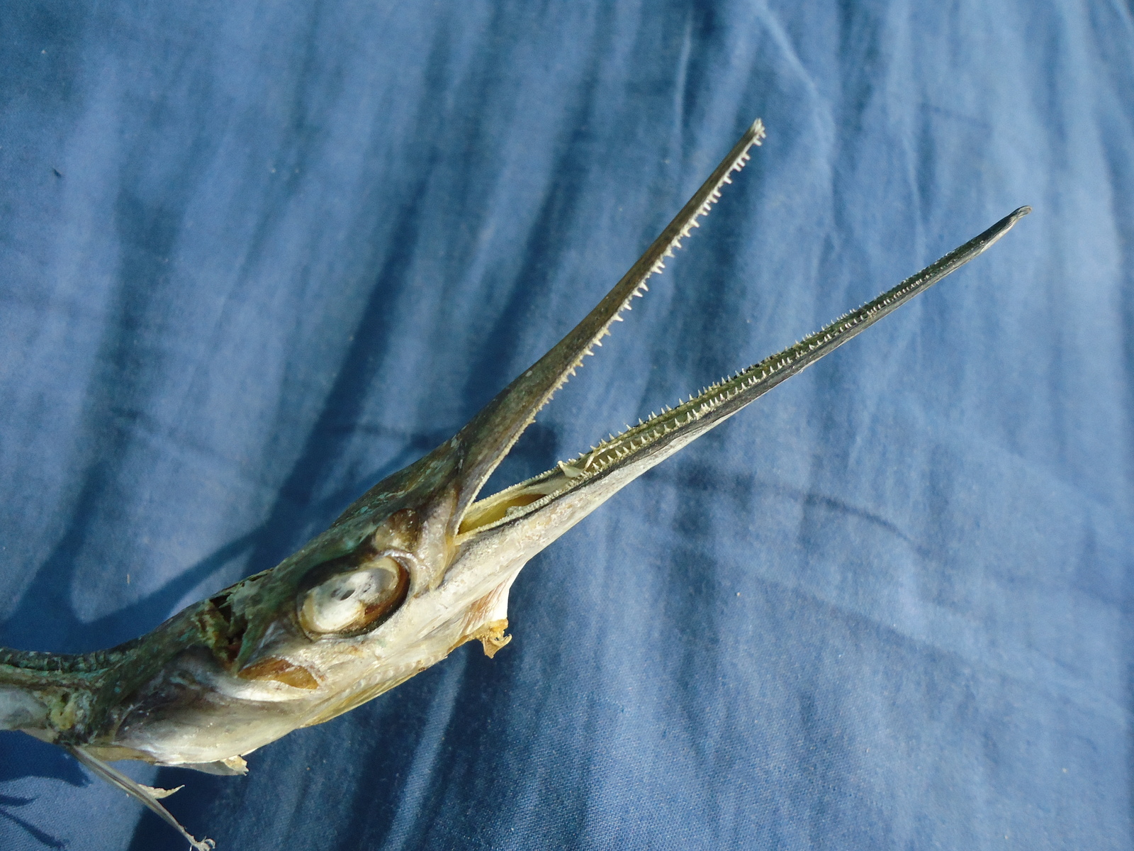 Watch your fingers 2 in the Black Sea - My, A fish, , , Teeth, Fingers, Longpost