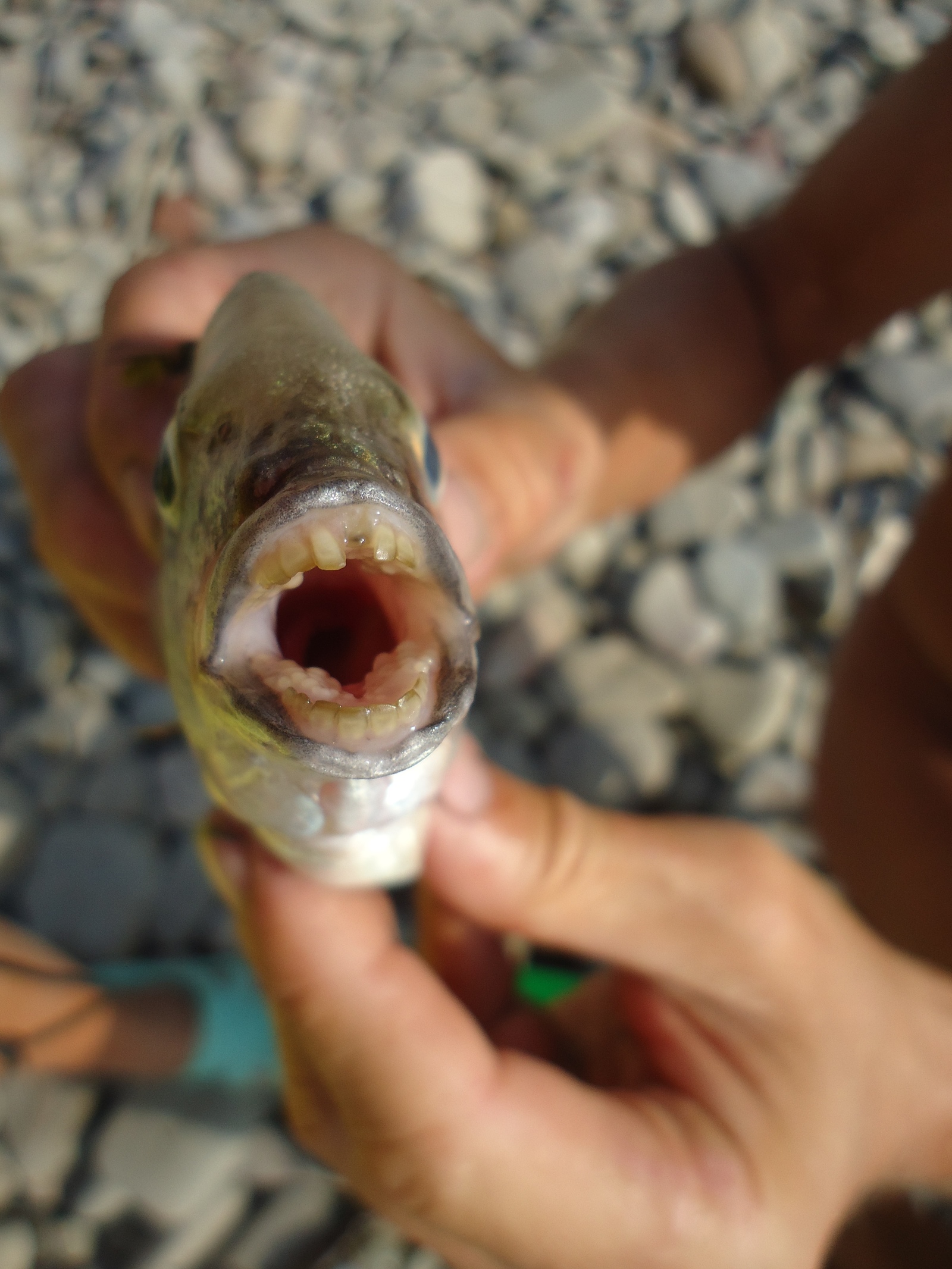 Watch your fingers 2 in the Black Sea - My, A fish, , , Teeth, Fingers, Longpost