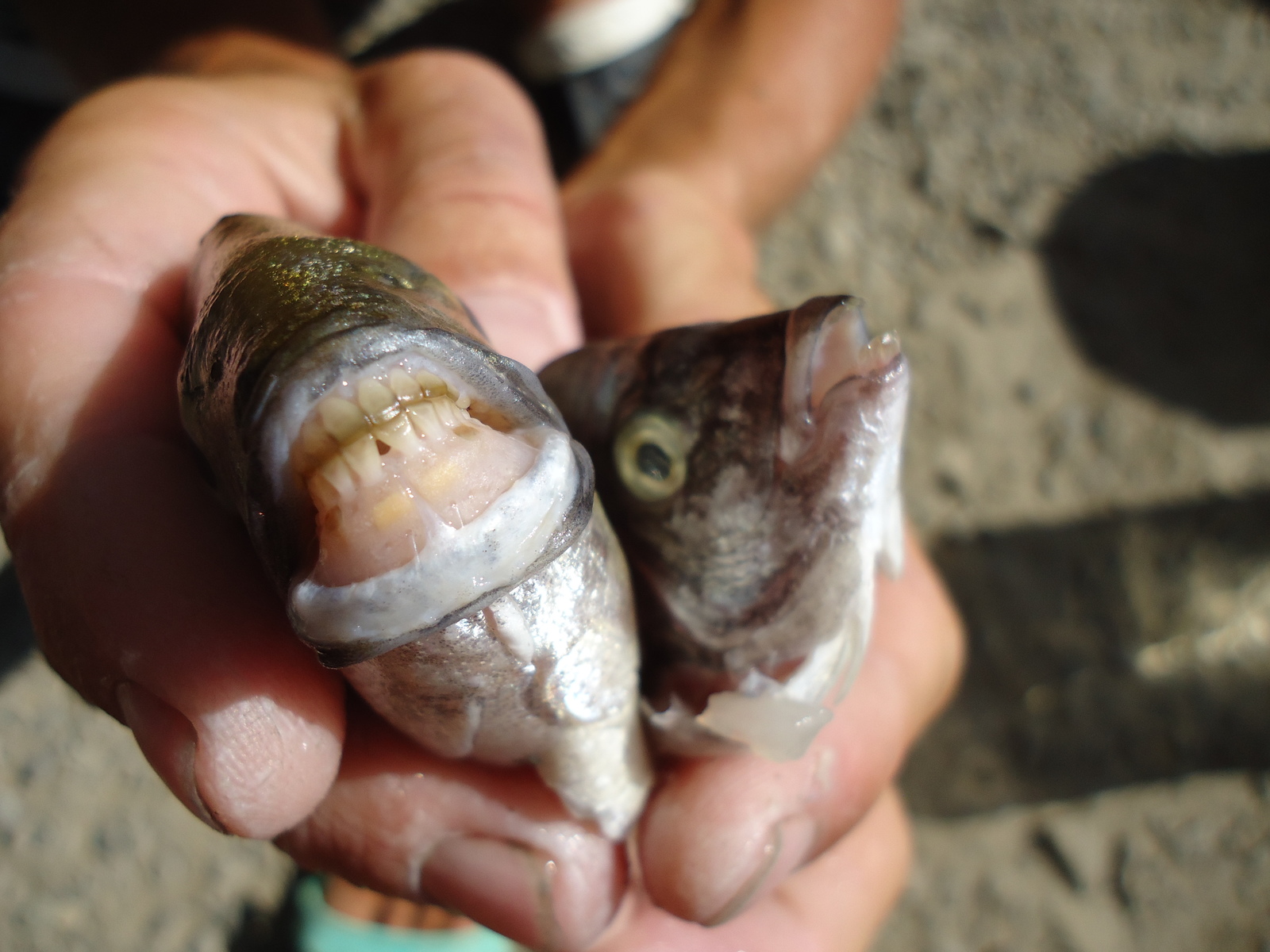 Watch your fingers 2 in the Black Sea - My, A fish, , , Teeth, Fingers, Longpost