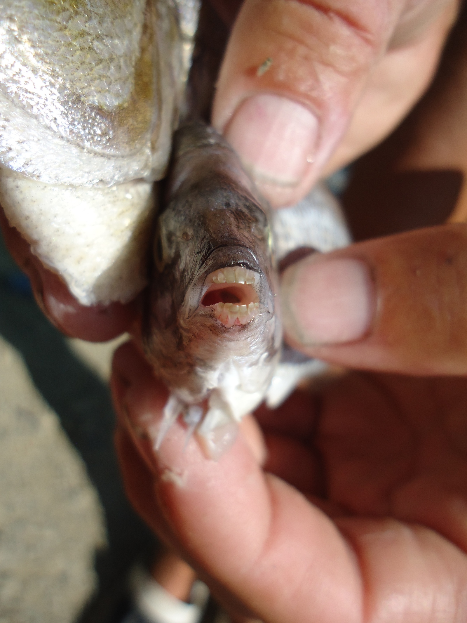 Watch your fingers 2 in the Black Sea - My, A fish, , , Teeth, Fingers, Longpost