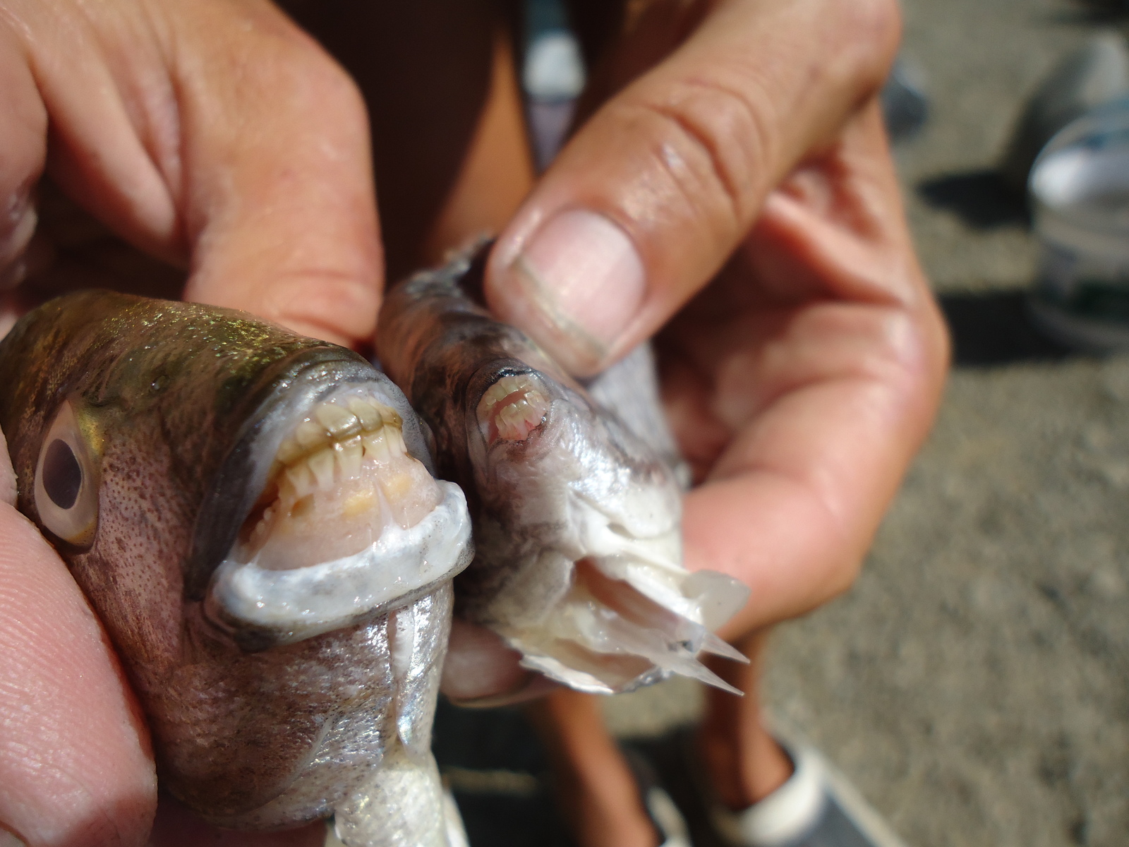 Watch your fingers 2 in the Black Sea - My, A fish, , , Teeth, Fingers, Longpost