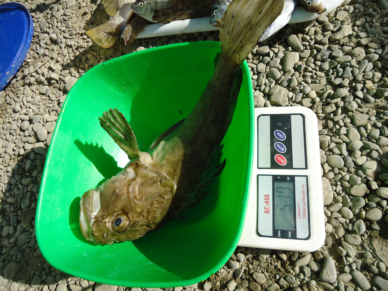 Alien 2 in the Black Sea - My, Stranger, A fish, Black Sea, Parasites, Monster, Longpost