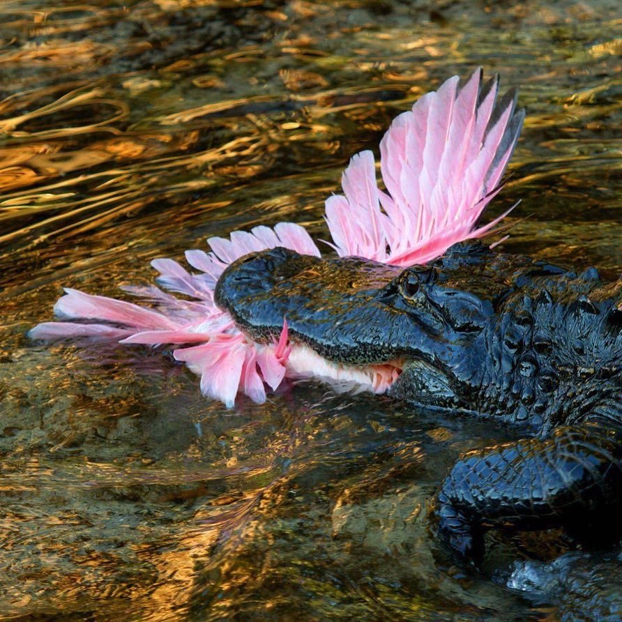 Kus - Crocodile, Flamingo, Kus, Crocodiles