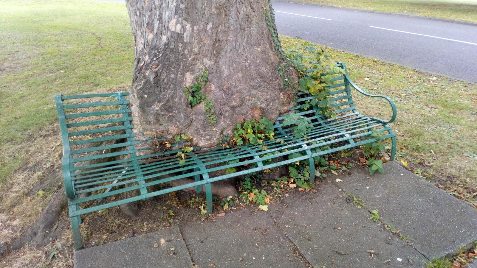 The carnivorous tree slowly eats its prey - The photo, Tree, Benches, Food, Reddit