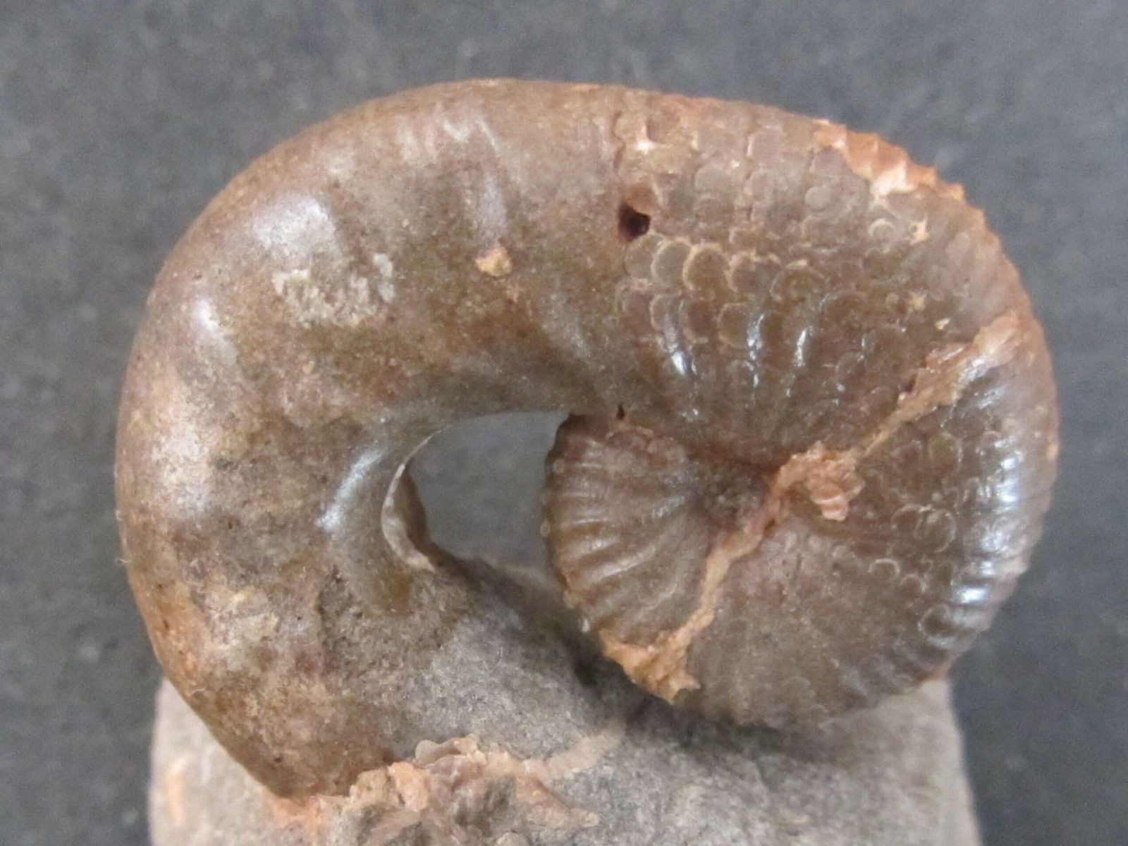 Unusual ammonite shells - My, Ammonite, Paleontology, Cephalopods, Longpost