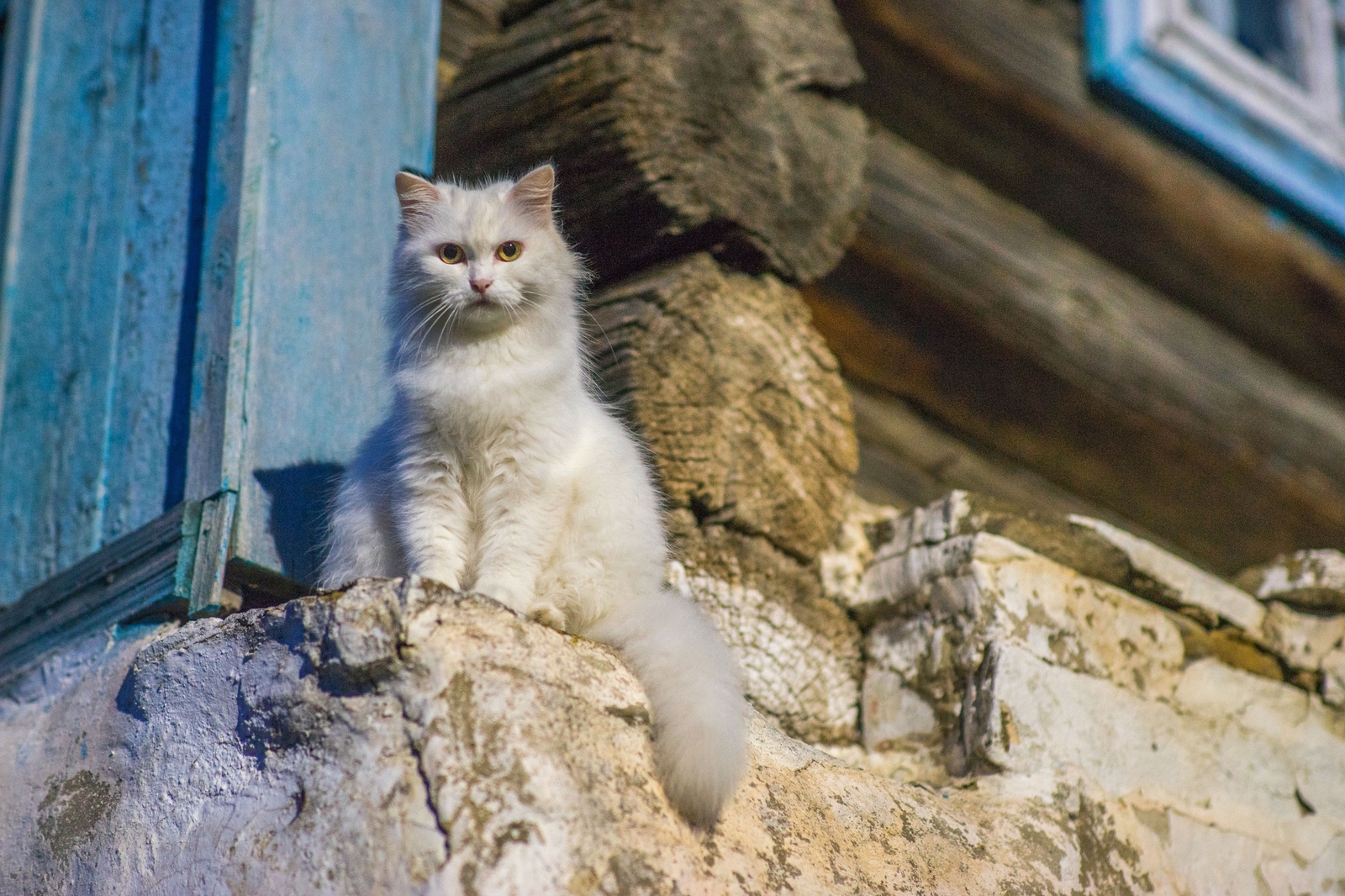 Я слышал, на пикабу любят котиков - Моё, Кот, Фотография, Животные, Длиннопост