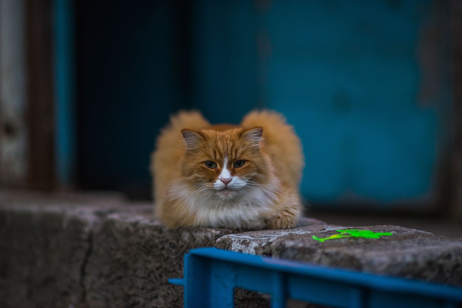 Я слышал, на пикабу любят котиков - Моё, Кот, Фотография, Животные, Длиннопост