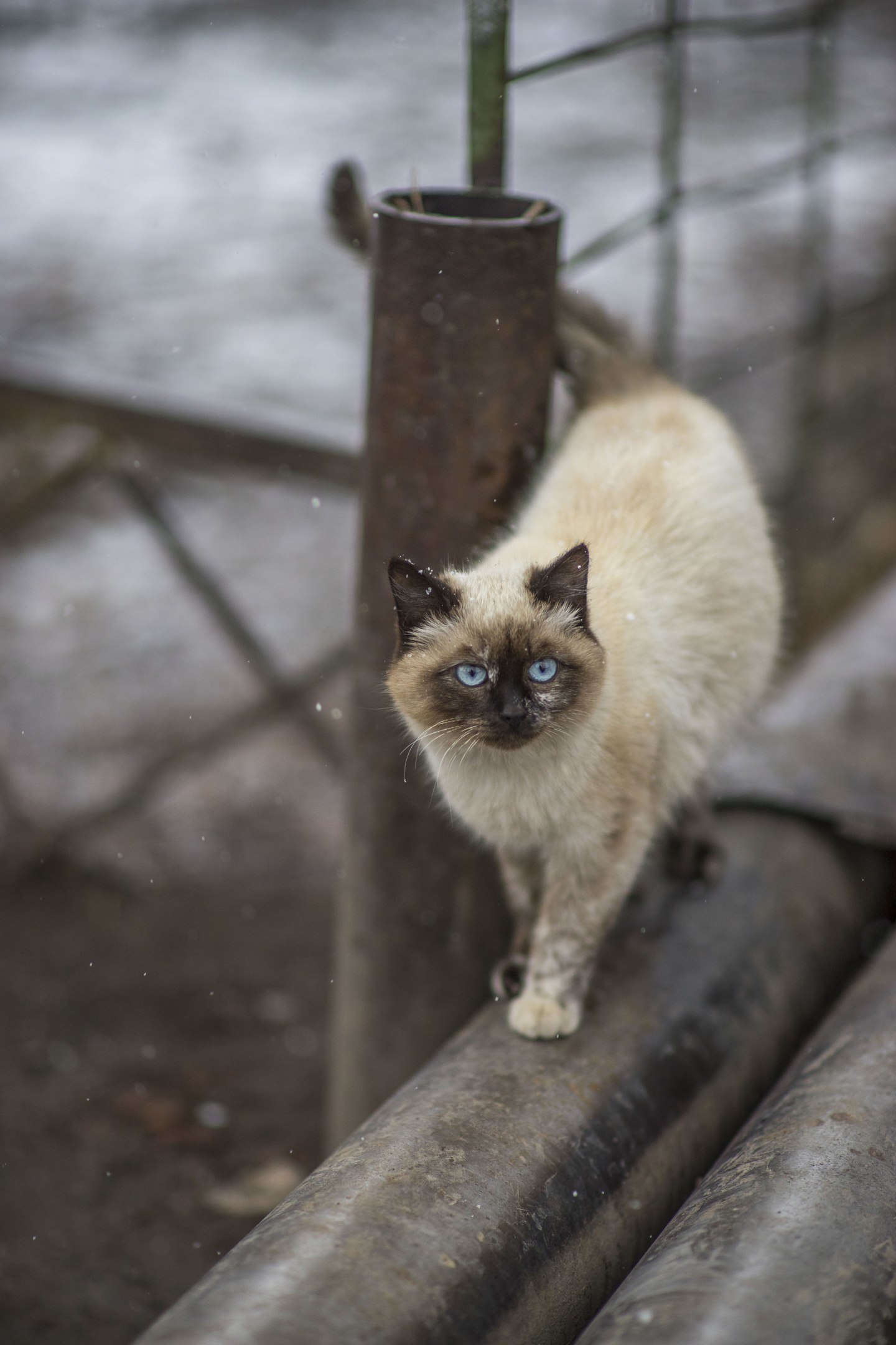 Я слышал, на пикабу любят котиков - Моё, Кот, Фотография, Животные, Длиннопост