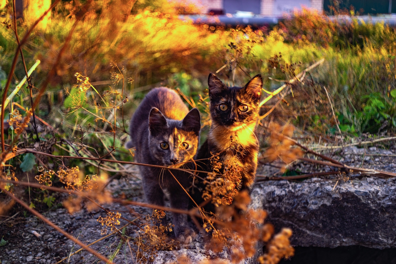 Я слышал, на пикабу любят котиков - Моё, Кот, Фотография, Животные, Длиннопост