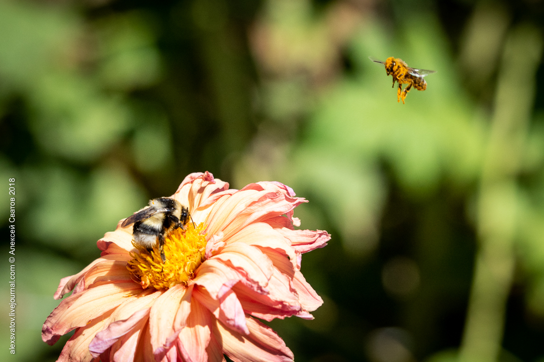 Bee and Bumblebee. Battle of Dahlia - My, Macro, Bees, Bumblebee, Longpost, Macro photography