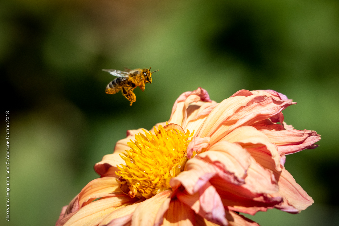 Bee and Bumblebee. Battle of Dahlia - My, Macro, Bees, Bumblebee, Longpost, Macro photography