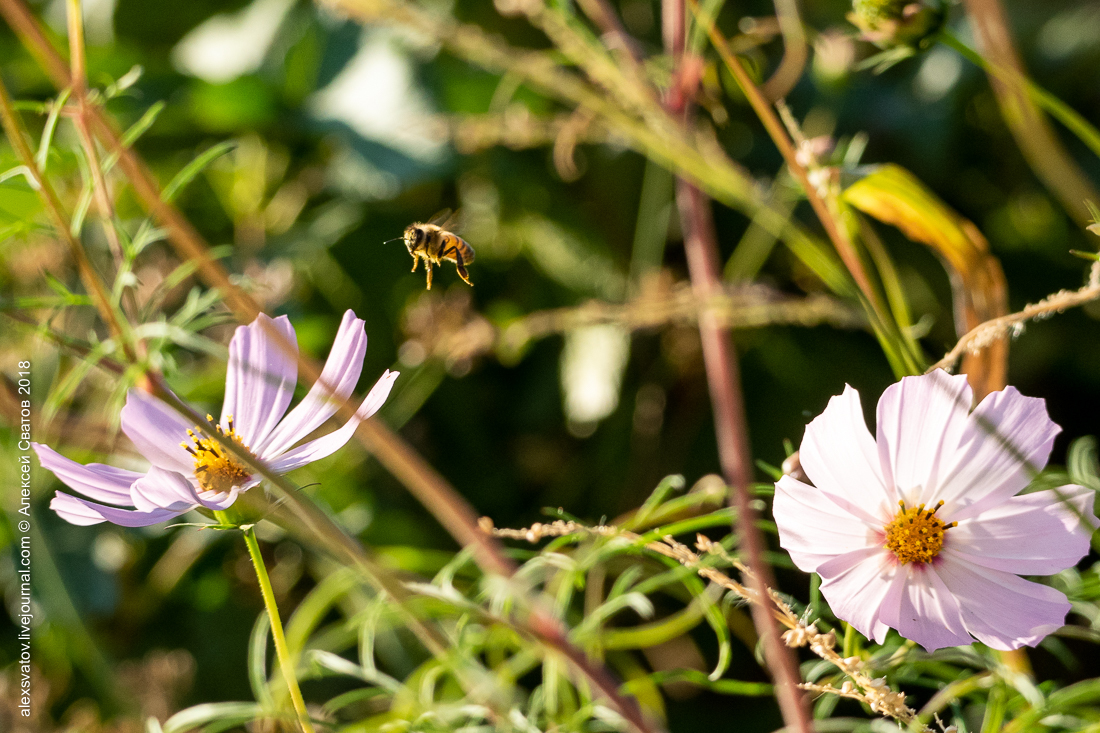 Bee and Bumblebee. Battle of Dahlia - My, Macro, Bees, Bumblebee, Longpost, Macro photography