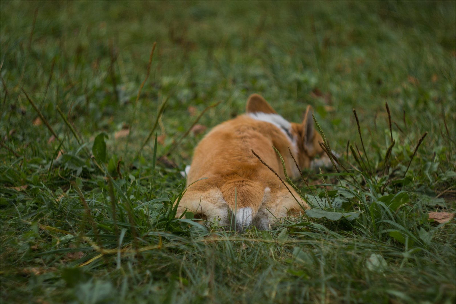 Corgi on Fridays, the last day of summer - My, The photo, Dog, Corgi, Longpost