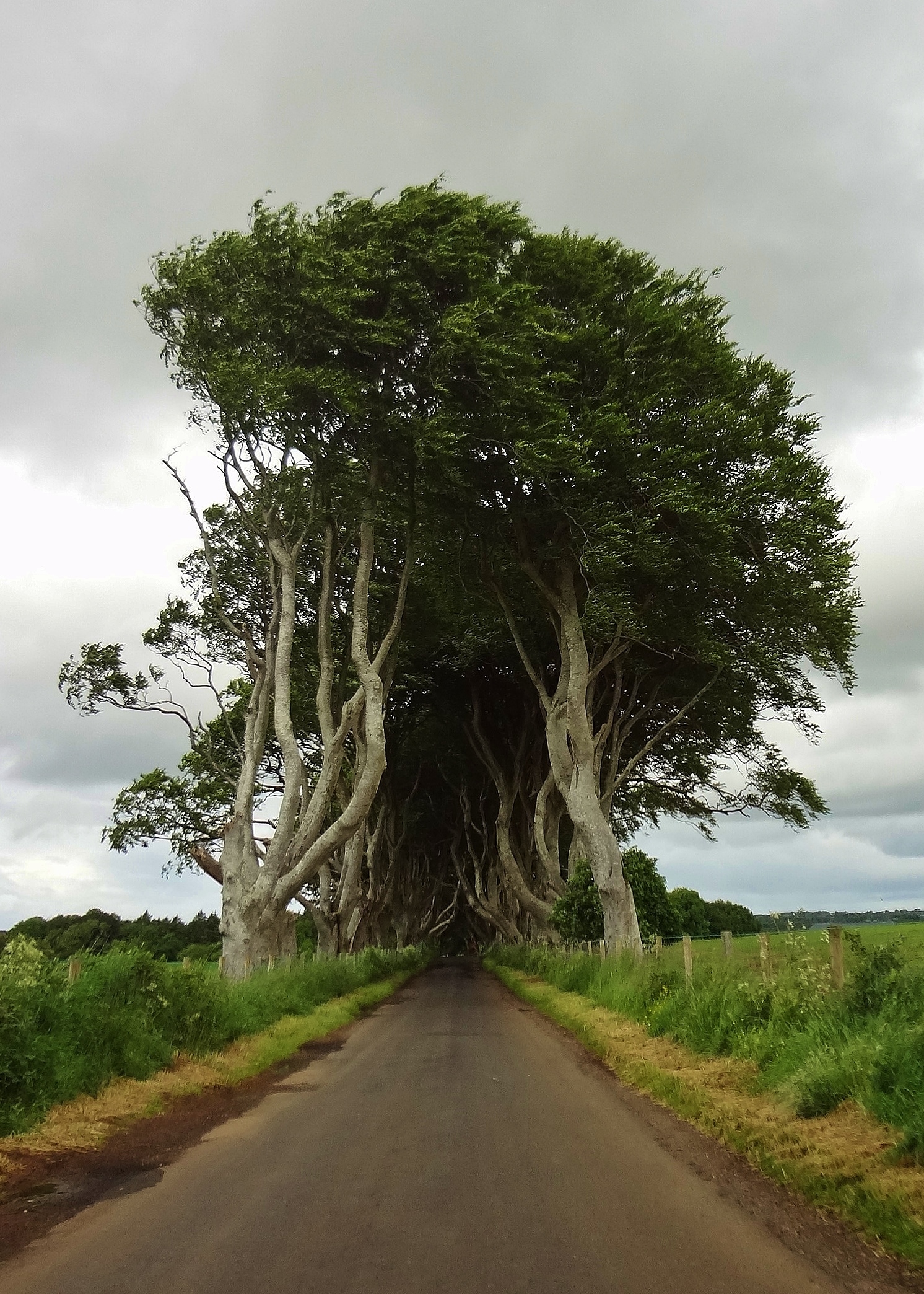 Beech alley in the north of Ireland - Alley, Beech, Tree, The photo, Ireland