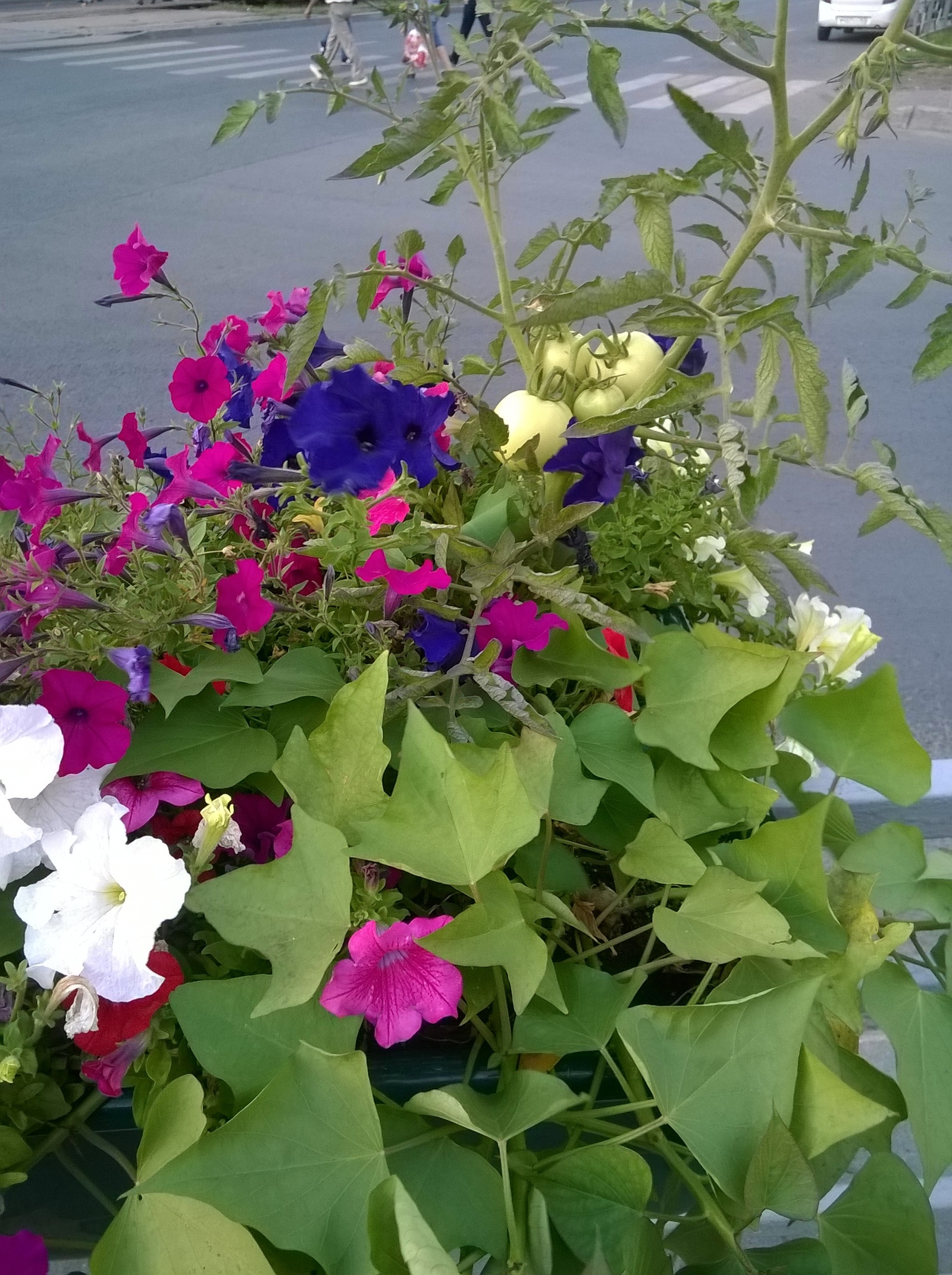 Tomatoes from Samara - Tomatoes, Flower bed, Samara