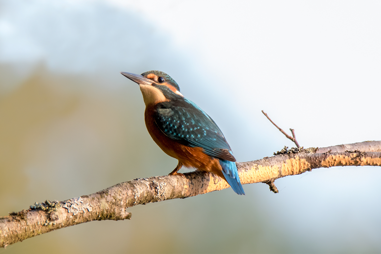 Kingfisher - My, Kingfisher, Birds, Leningrad region, The photo, Nikon, Longpost