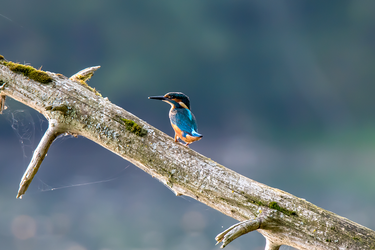 Kingfisher - My, Kingfisher, Birds, Leningrad region, The photo, Nikon, Longpost