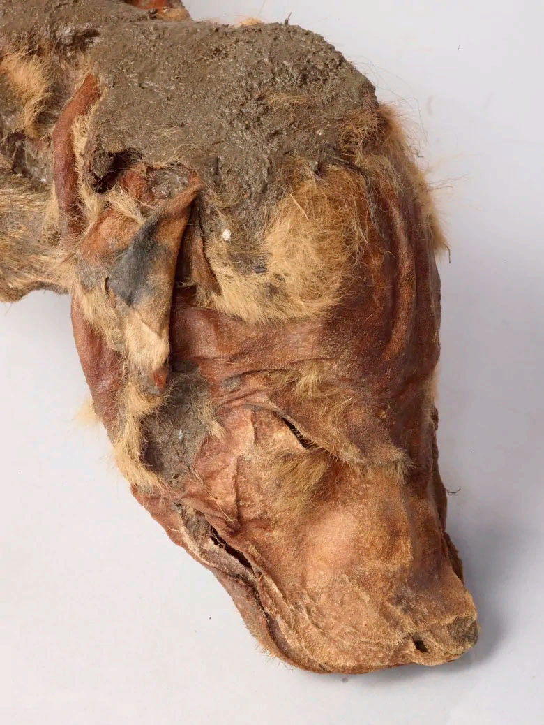 Mummified wolf cub and deer found in permafrost in Canada - My, Paleontology, Deer, Wolf, The science, Biology, Animals, Pleistocene, Longpost, Deer