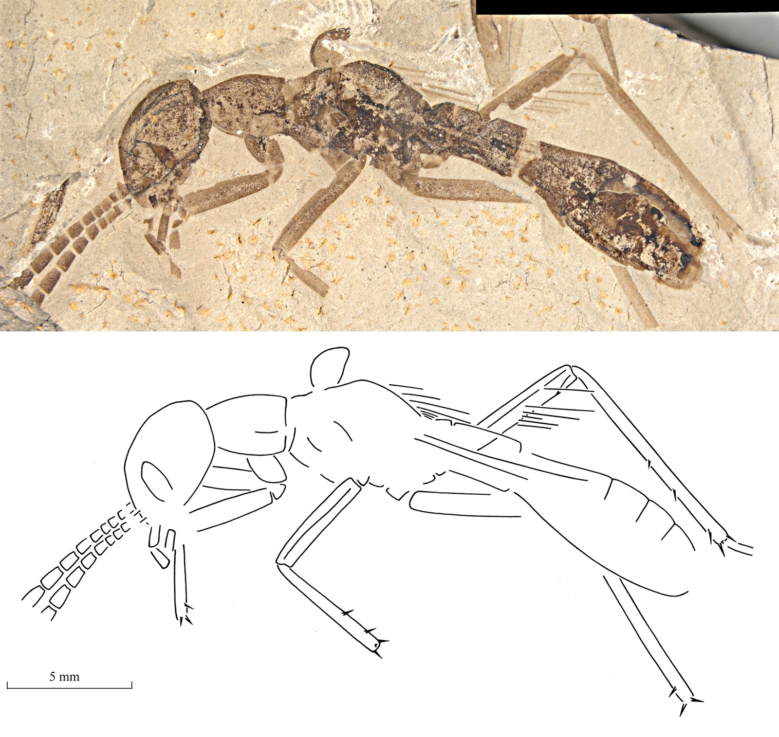 Ancient cockroach - Paleontology, Insects, Cockroaches, Ants, Mimicry, Copy-paste, Elementy ru, Longpost