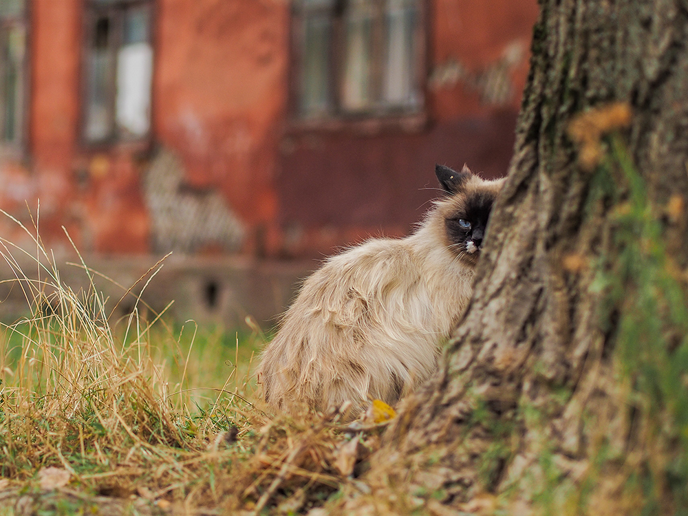 В осеннем дворике - Моё, Моё, Кот, Фотография