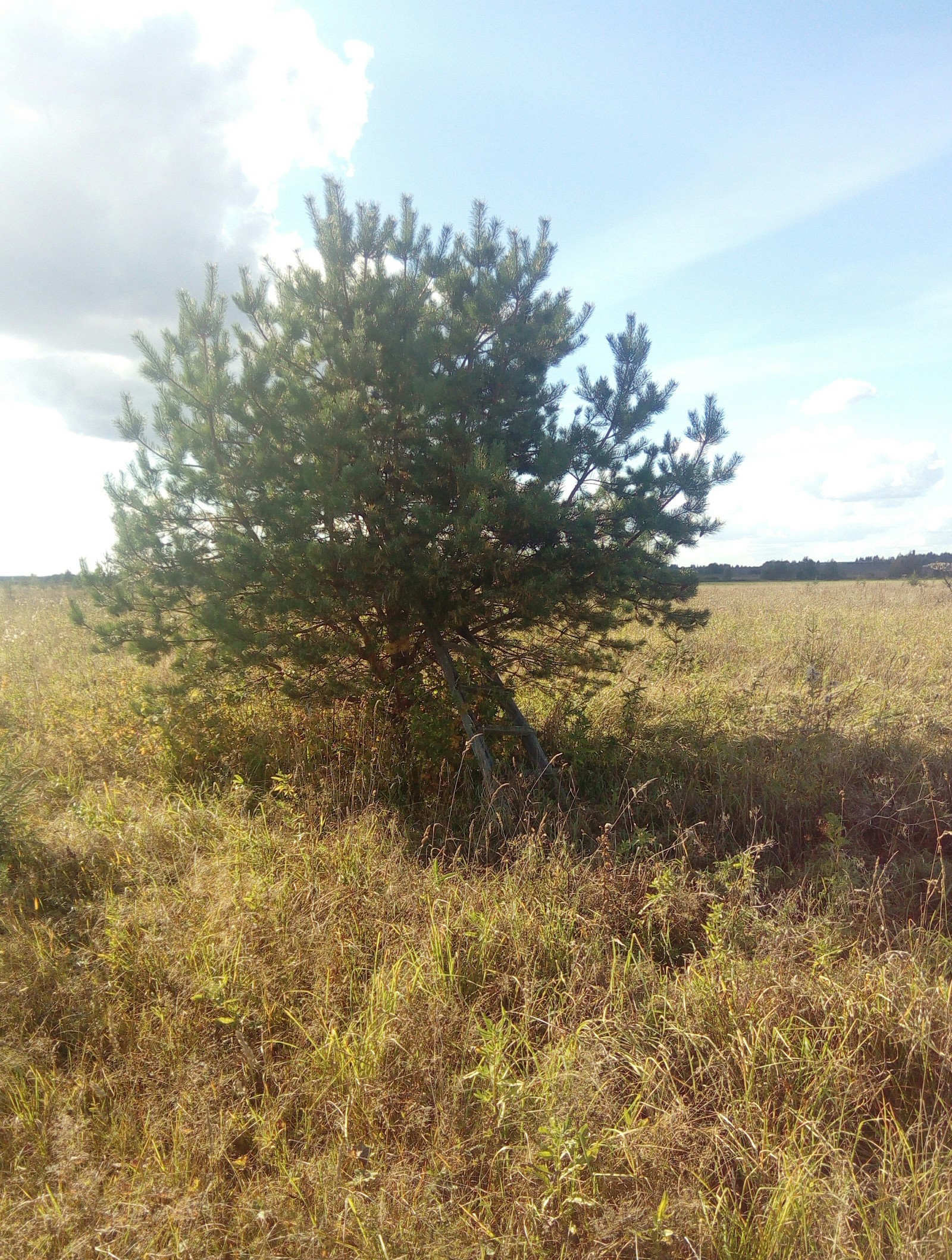 It's Russia - My, Tree, Nature, Longpost