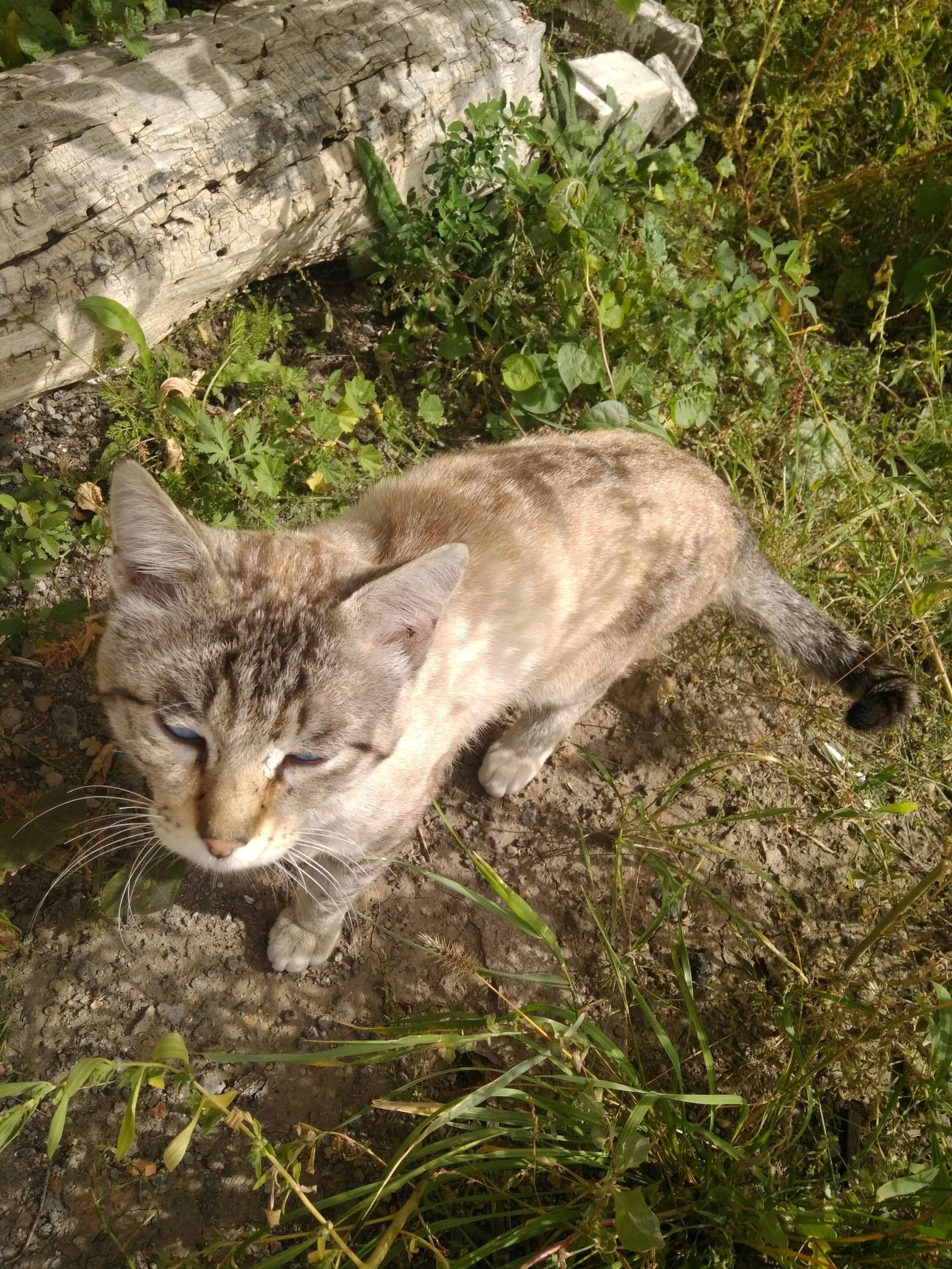 От рябинки не рождаются апельсинки. Шальные гены. - Моё, Кот, Гены, Виноваты гены, Гены шутят, Длиннопост