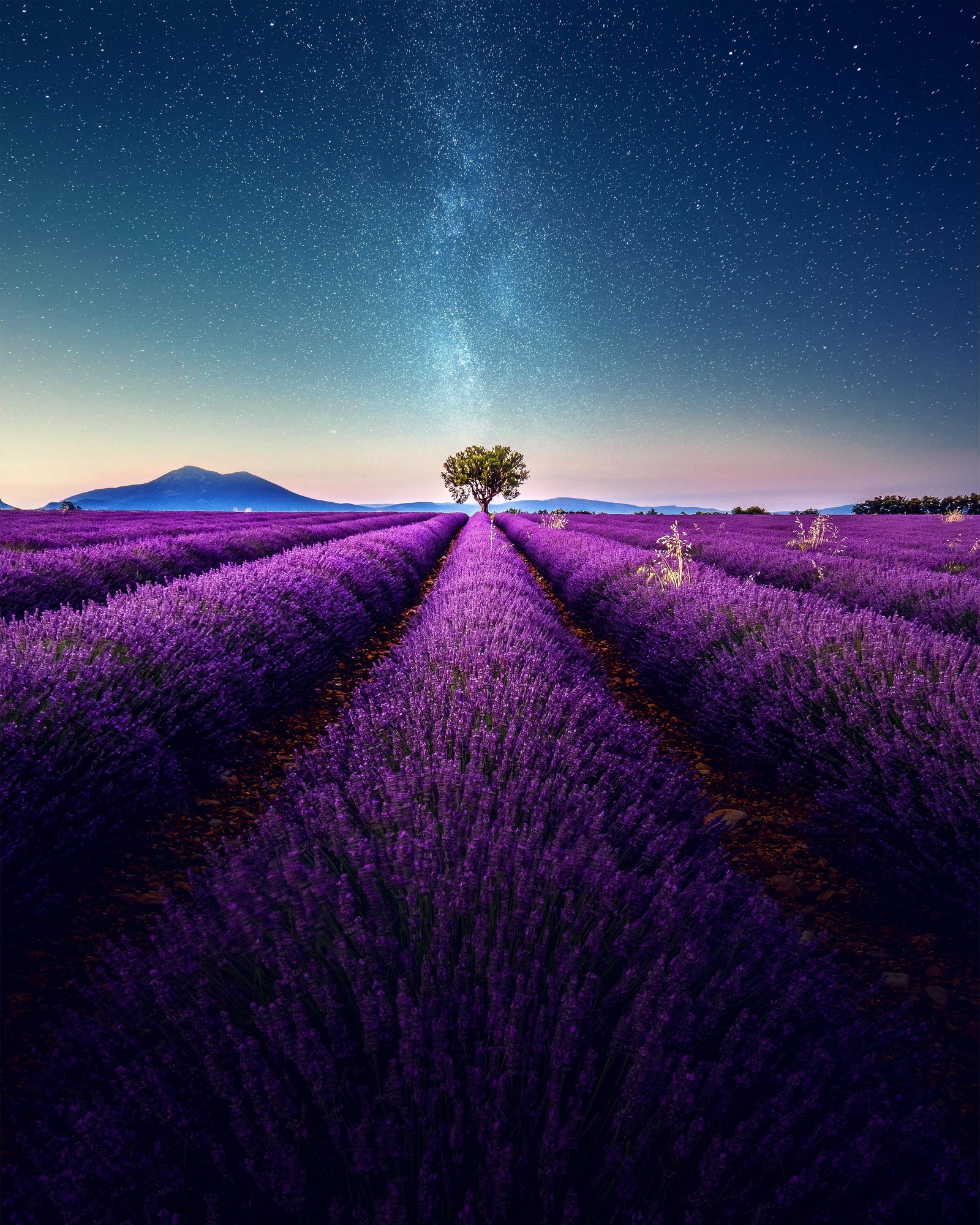 Lavender field under the Milky Way in summer - Valensole, France - Reddit, The photo