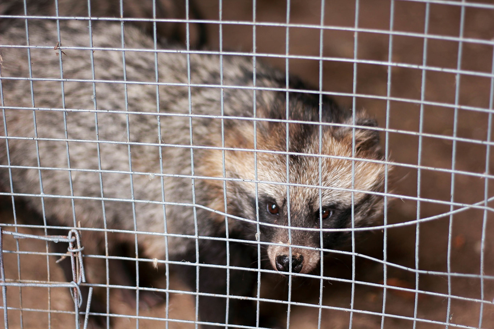 Zoo at VolGAU. - My, Animals, , Longpost, Birds, Volgograd, My