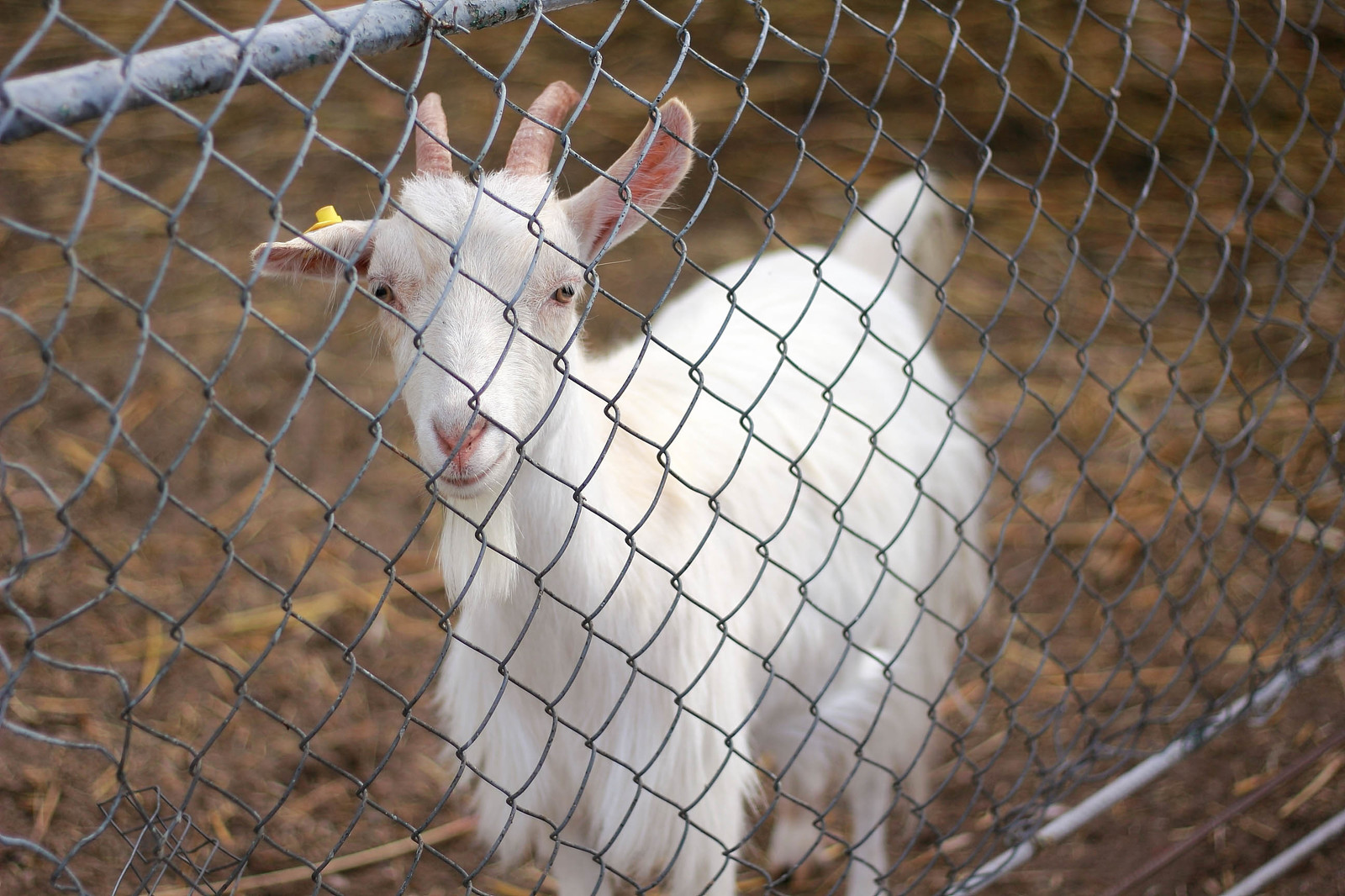 Zoo at VolGAU. - My, Animals, , Longpost, Birds, Volgograd, My