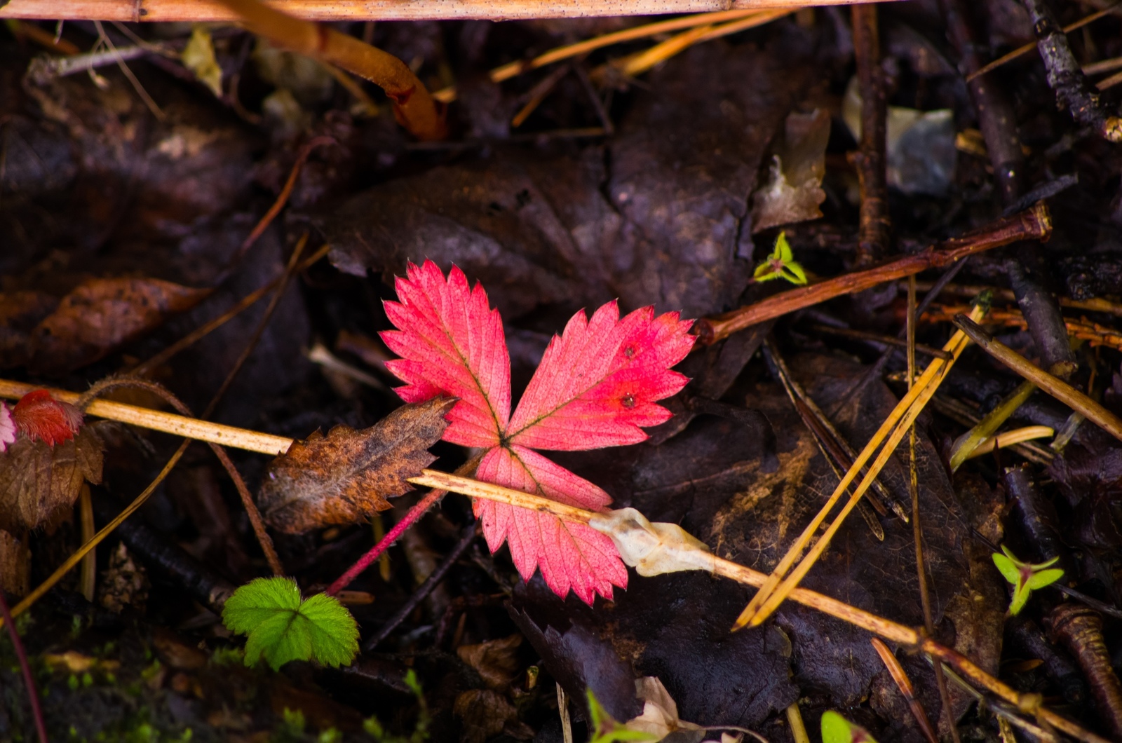 Here comes autumn - My, Pentax, Tamron, , Autumn