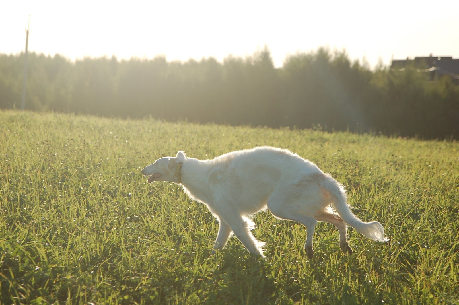 Walk - My, Dog, Russian Greyhound, Relaxation