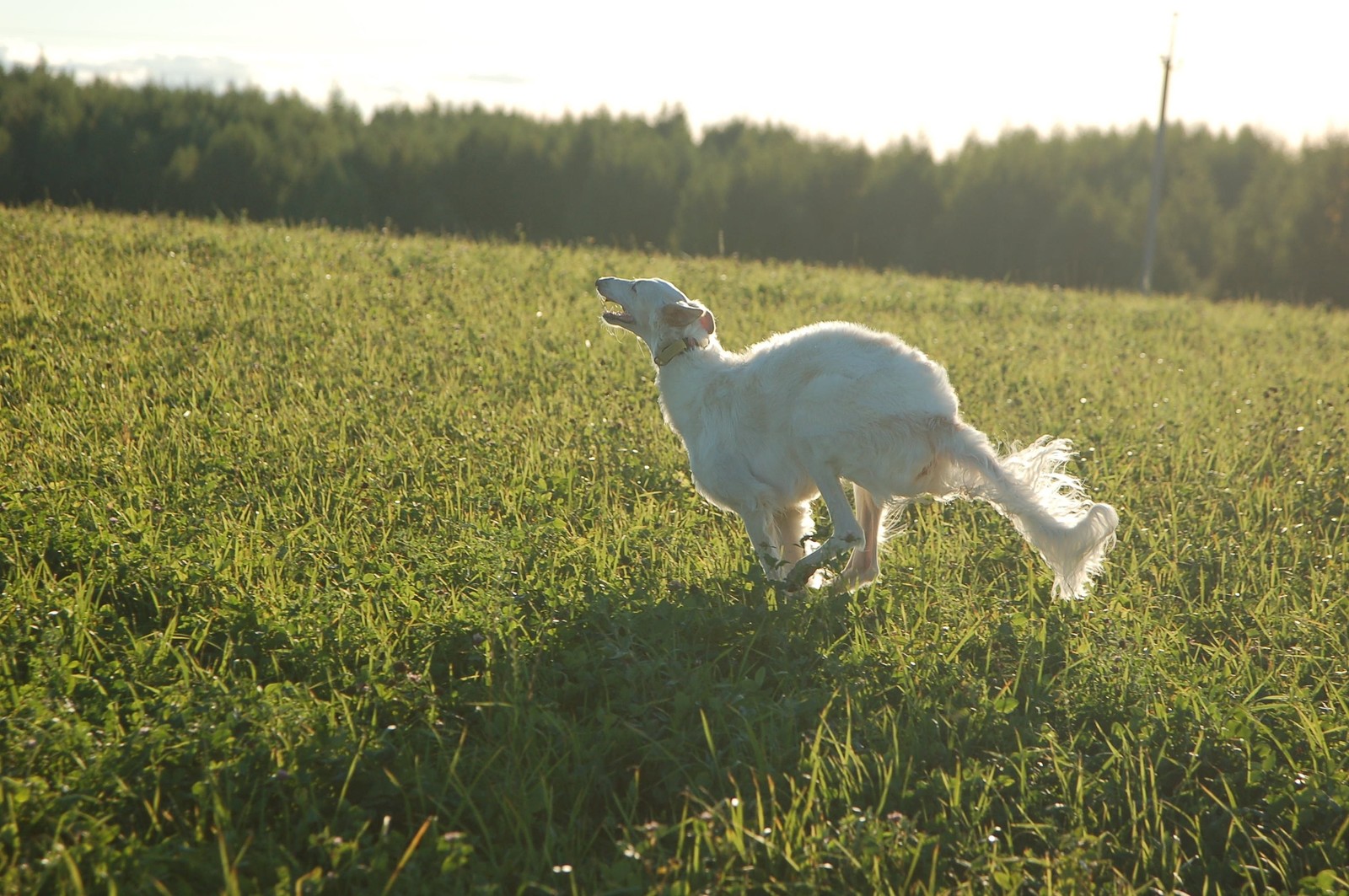 Walk - My, Dog, Russian Greyhound, Relaxation