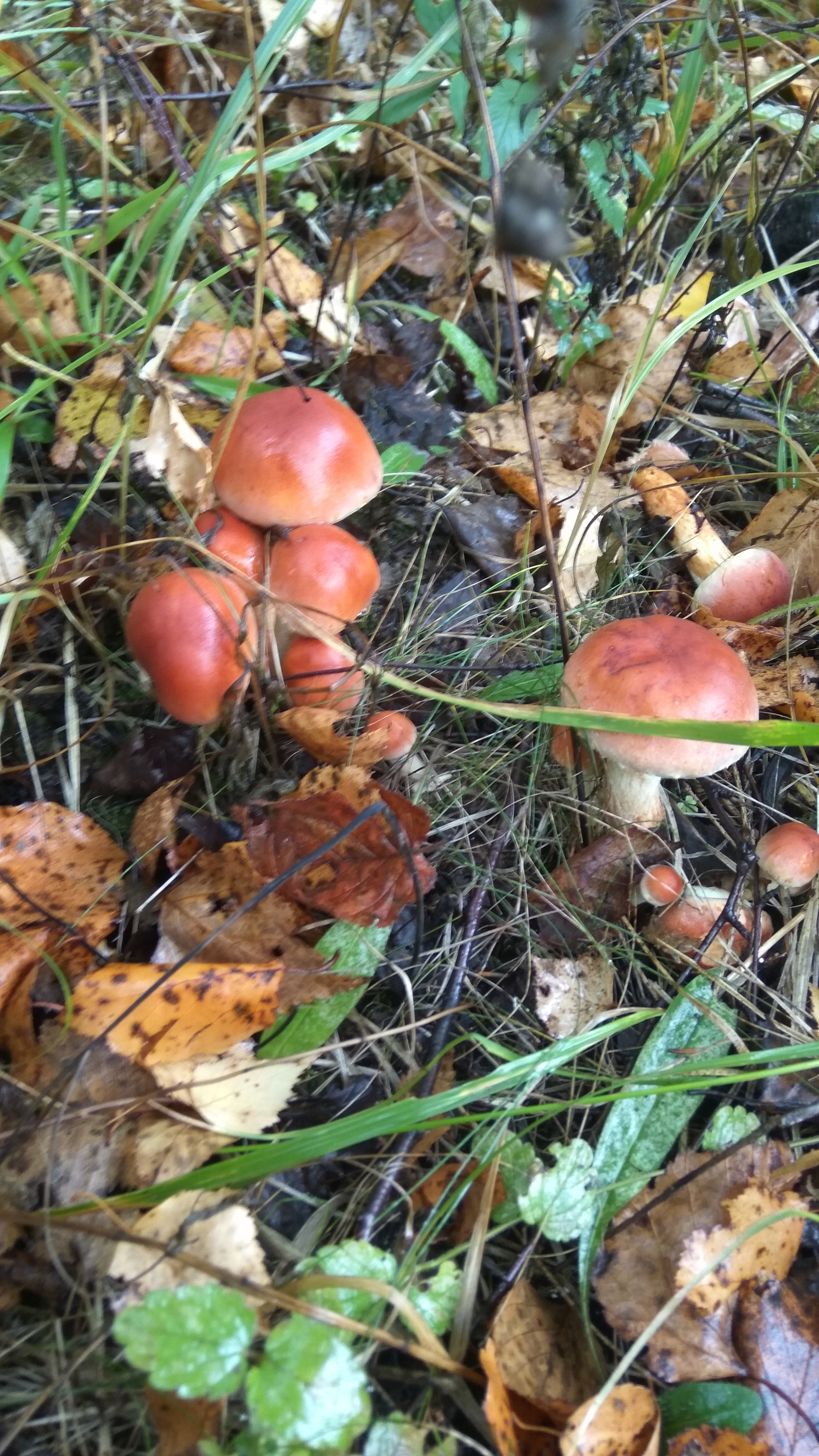 Help identify - Help, Mushrooms, Volokolamsk district, Longpost