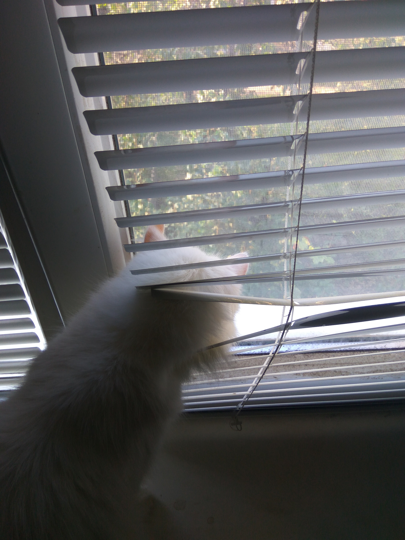 And who is that barking there? - My, cat, Animals, Curiosity, Pets