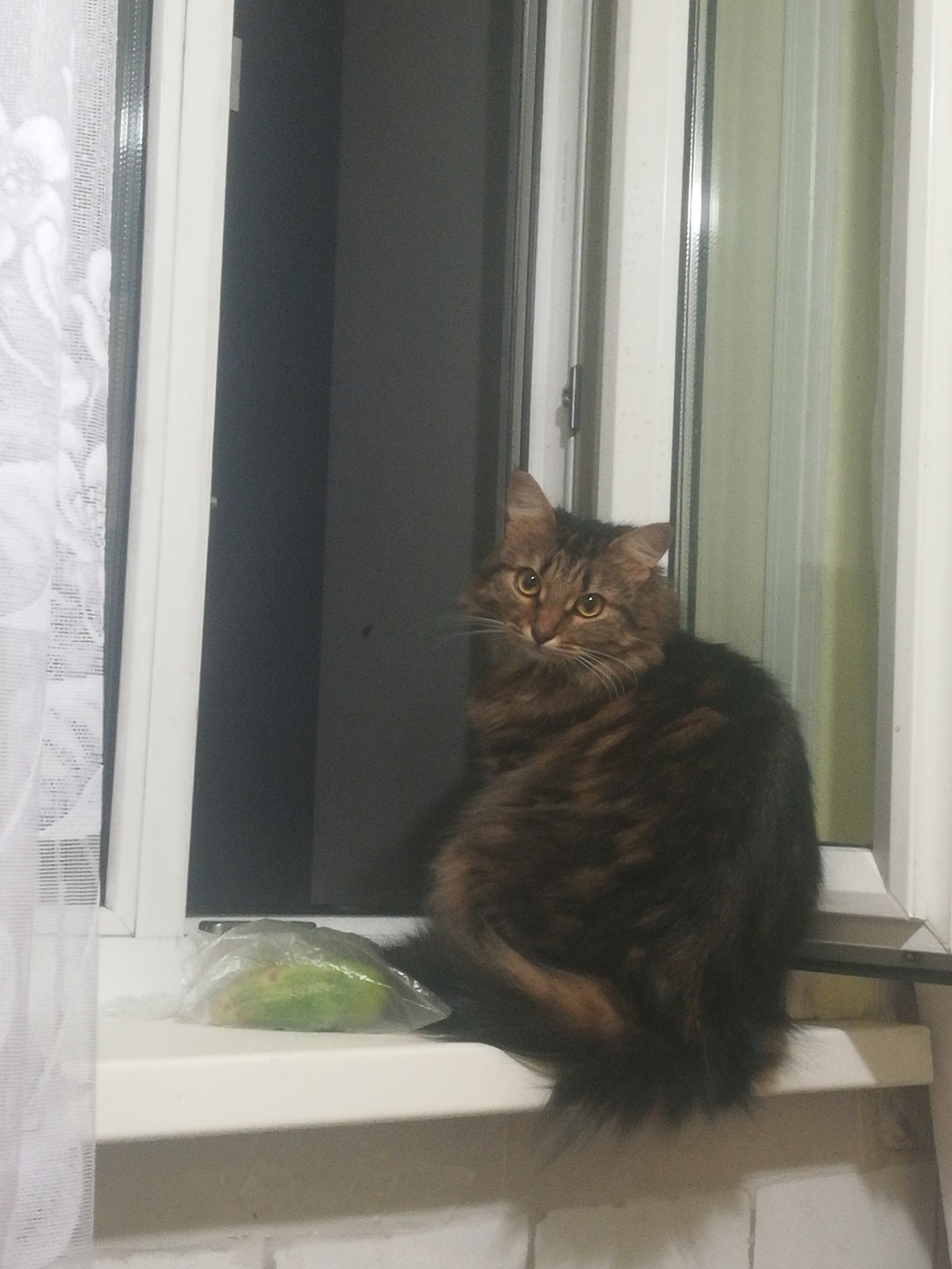 The cat was stolen! - My, Help, No rating, The missing, cat, Vladivostok, Longpost