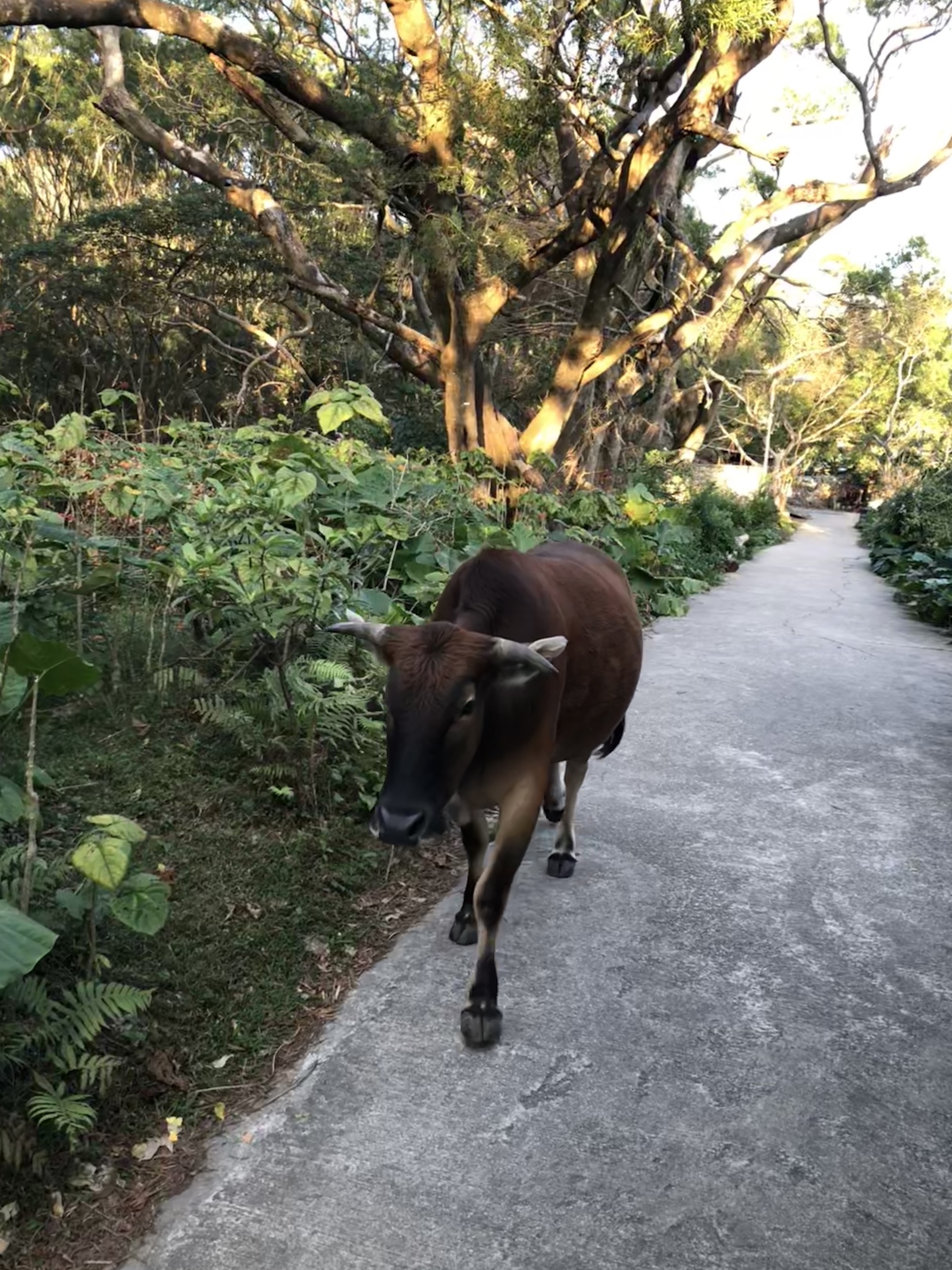 A week in Hong Kong (and Macau) part 4.2. o.Lantao (aka Dayuidao) - My, Hong Kong, Travels, China, Buddha, The statue, Nature, Lantau, Longpost, Sculpture