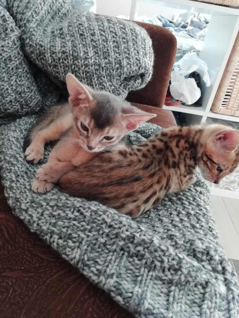 My cats - My, Abyssinian cat, Bengal cat, Longpost, cat