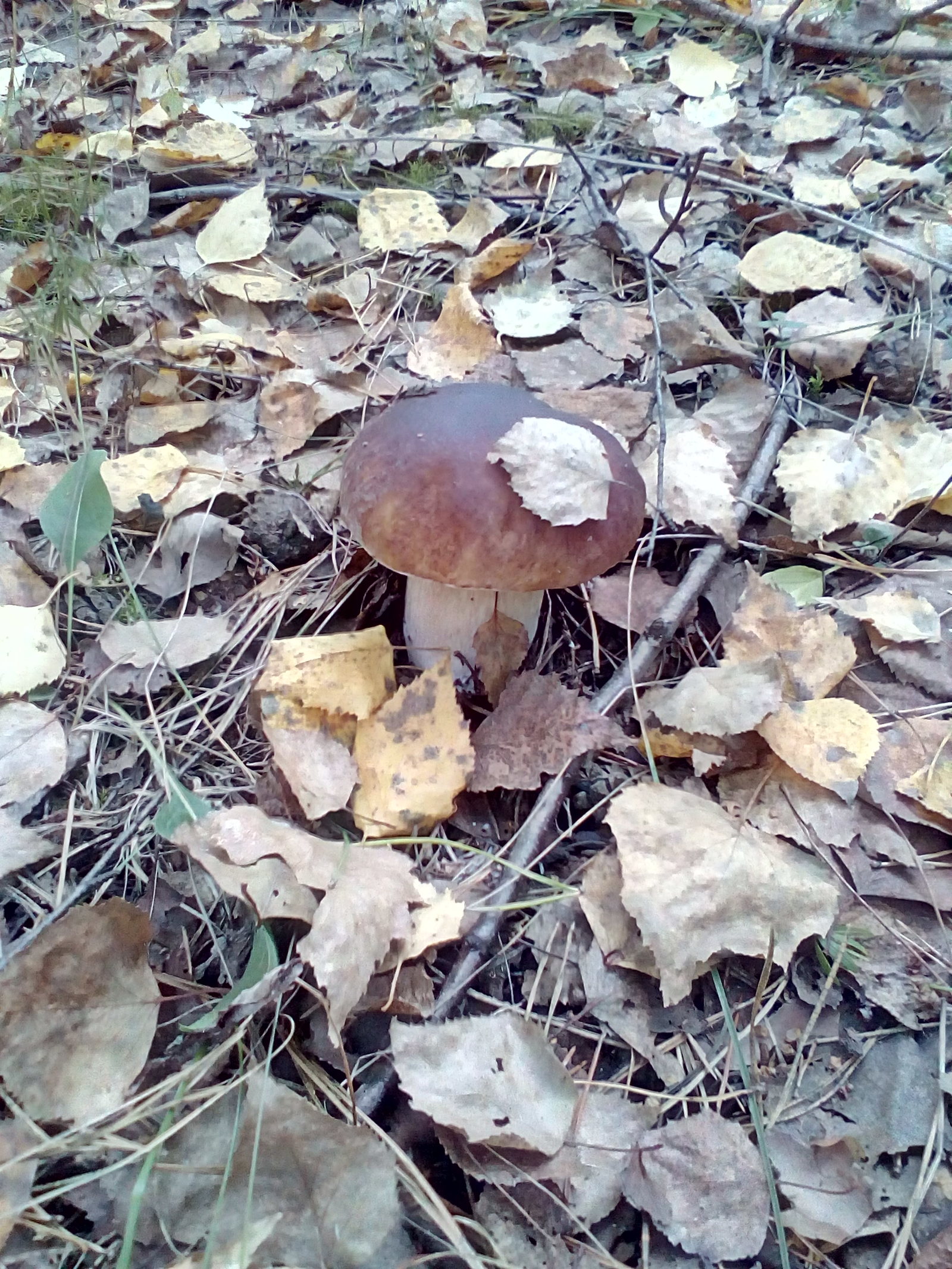 Found handsome men - My, Mushrooms, Porcini, Borovik, Forest, Longpost