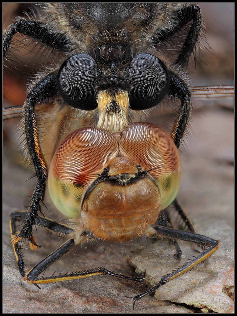 Predatory fly - Ktyr humpbacked - Insects, Ktyr, Муха, , Longpost, Video