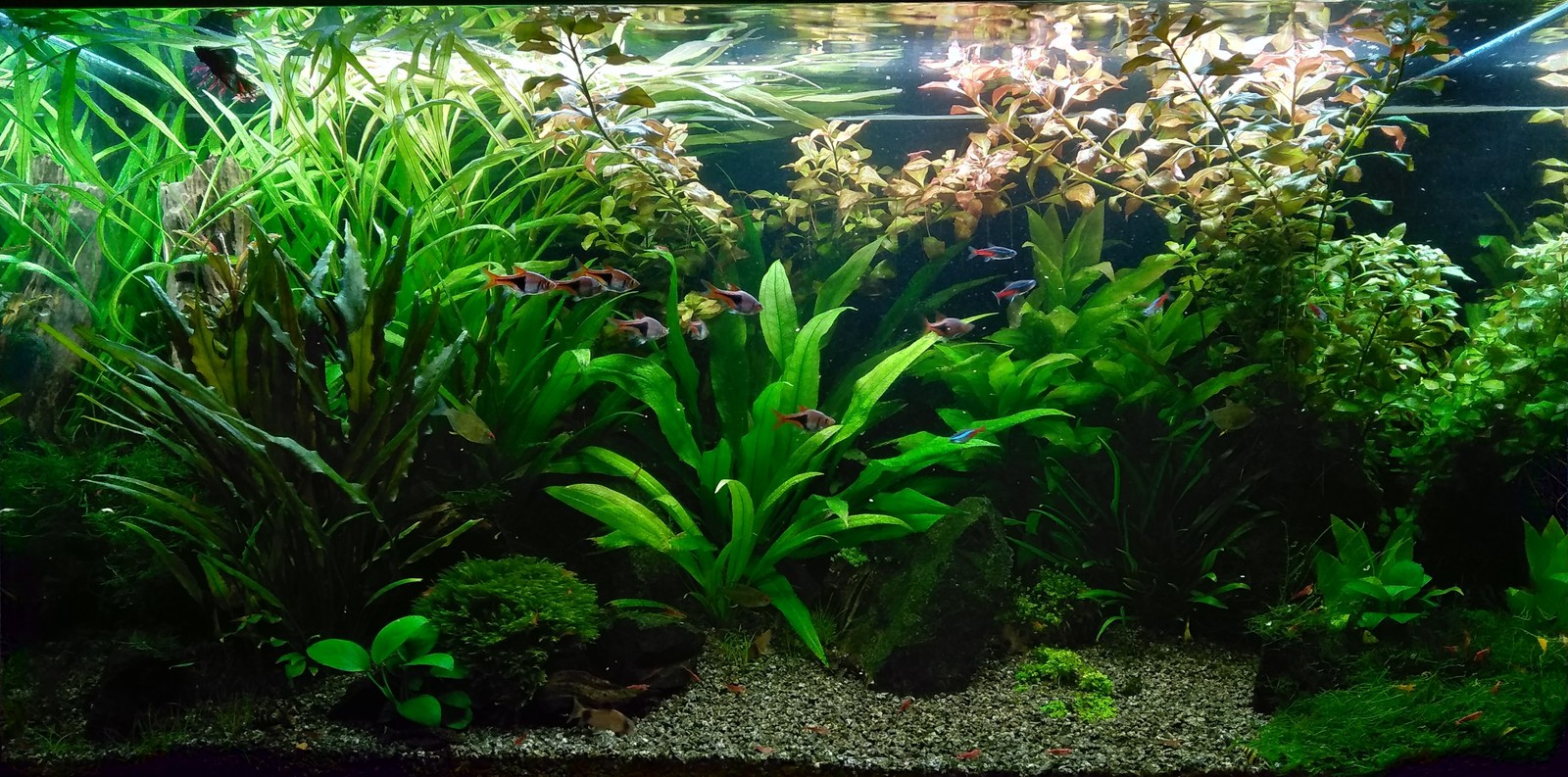 Aquarium 150 liters today. - My, Aquarium, Aquarium, Longpost