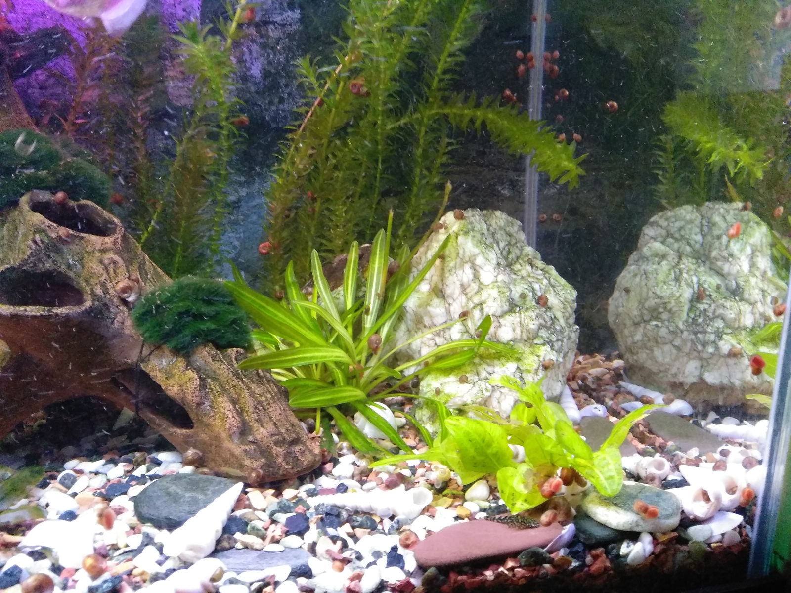 Help with aquarium! - My, Aquarium, Aquarium plants, Aquarium fish, Need advice, Longpost