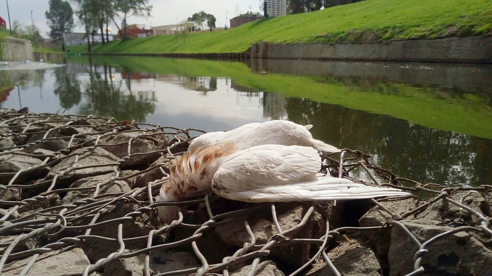 Dead wedding pigeons are found on the Tula embankment - Birds, Tula, Tulskaya Embankment, Ukrainian Insurgent Army, Biology, Animals, Wedding, Longpost